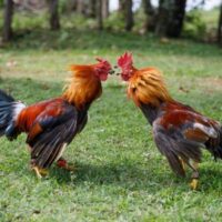 Cockfighting Cockfighting
